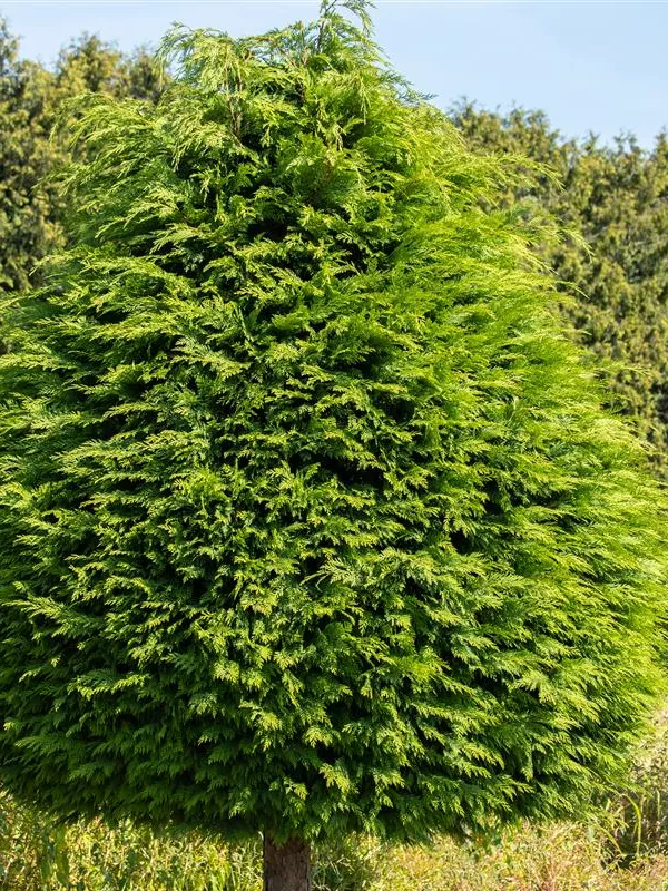 Kugel-Lebensbaum 'Golden Globe'