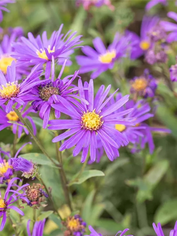 Sommer-Aster 'Veilchenkönigin'