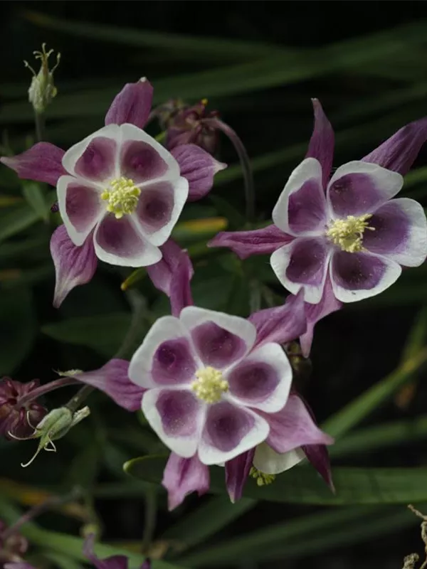 Kurzspornige Akelei 'William Guiness'