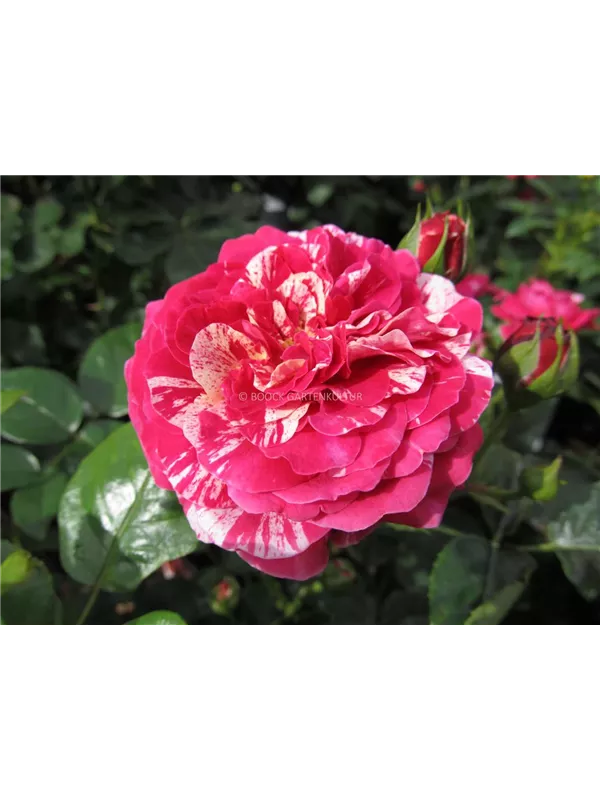 Beetrose 'Abracadabra'®