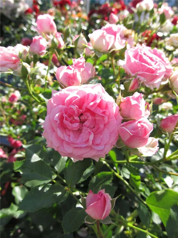Kleinstrauchrose 'Amica'