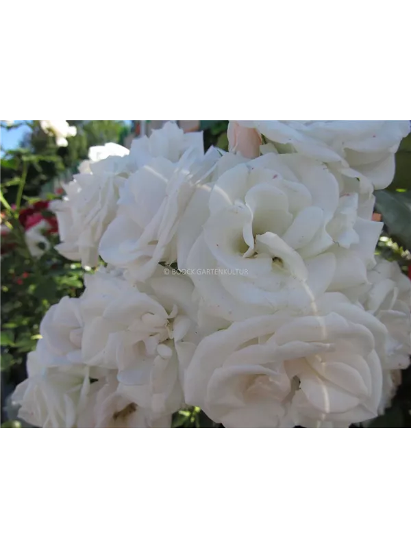 Beetrose 'Aspirin-Rose'®