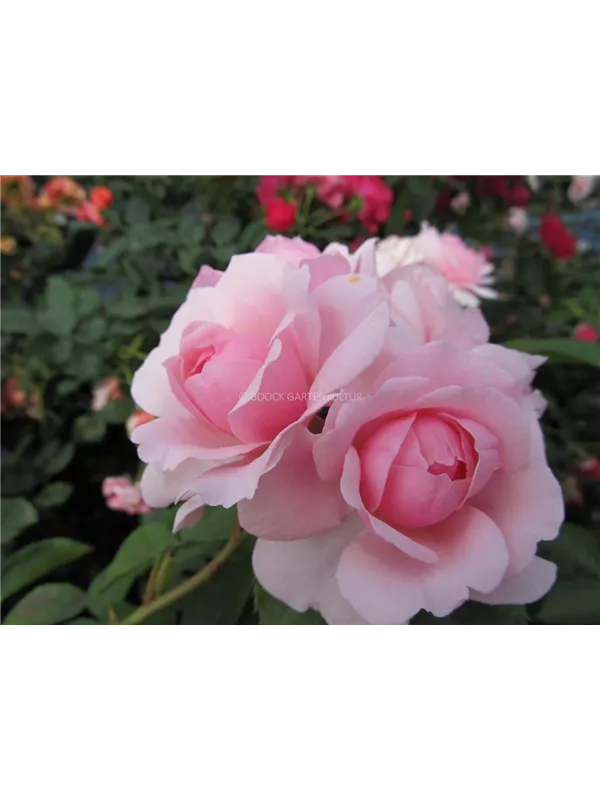 Beetrose 'Blush Winterjuwel'®