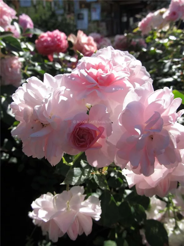 Beetrose 'Bonica 82'®