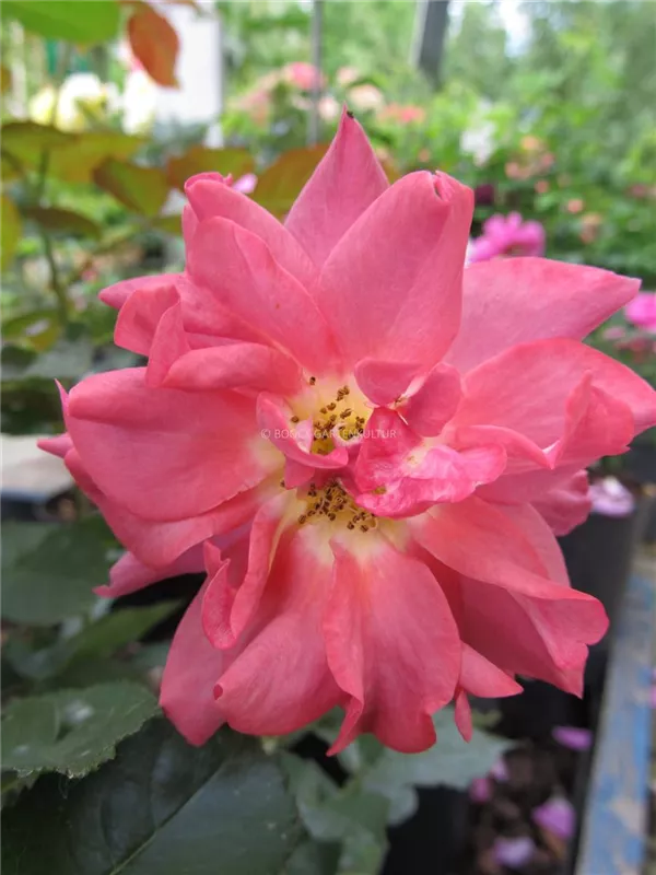 Strauchrose 'Celebration Time'