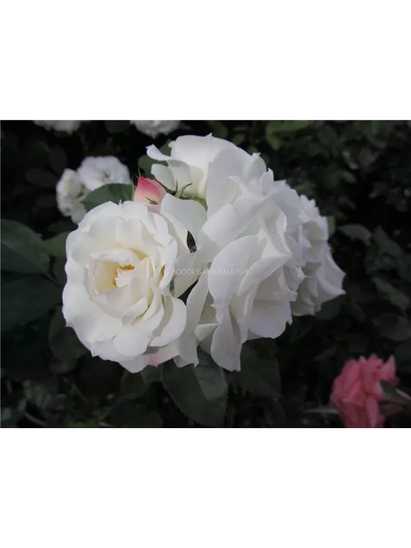 Beetrose 'Baby Schneewittchen'®