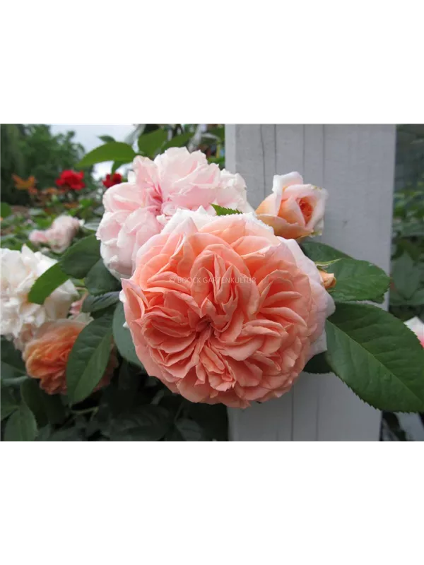 Edelrose 'Chippendale'