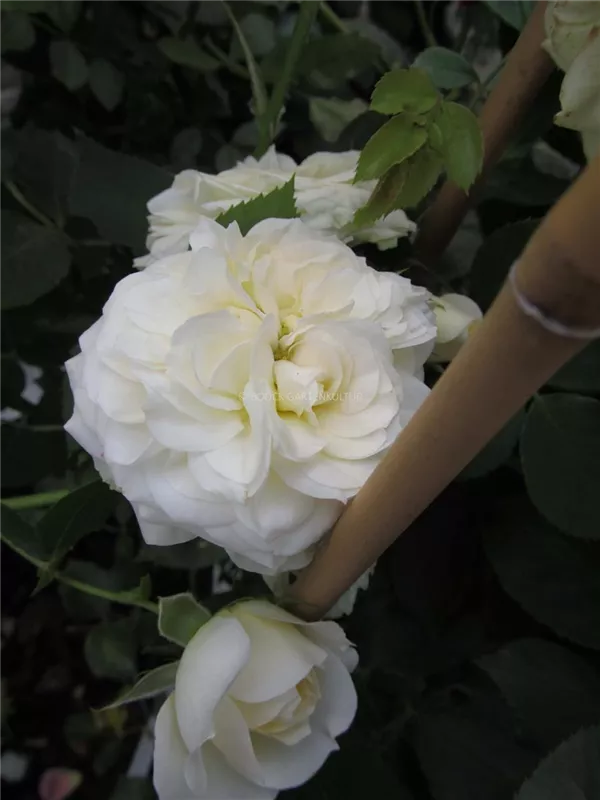 Strauchrose 'Friedenslicht'