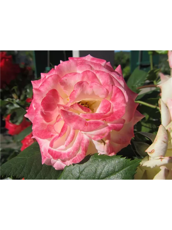 Beetrose 'Gartenspaß'