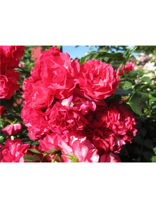 Bodendeckerrose 'Gärtnerfreude'