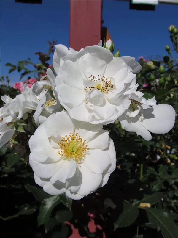 Beetrose 'Innocencia'