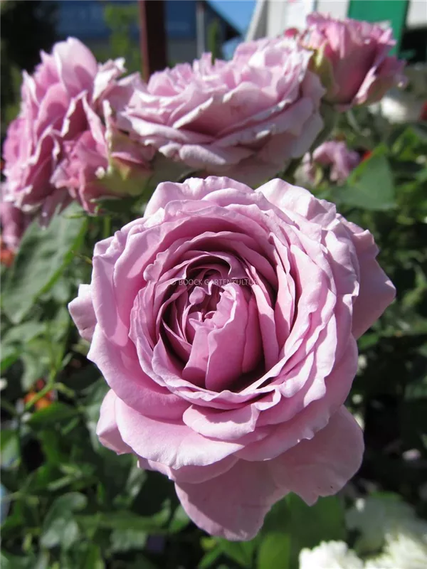 Zwergrose 'Lavender Ice'