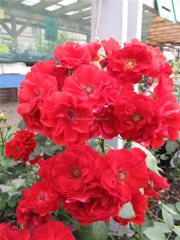Strauchrose 'Paprika'