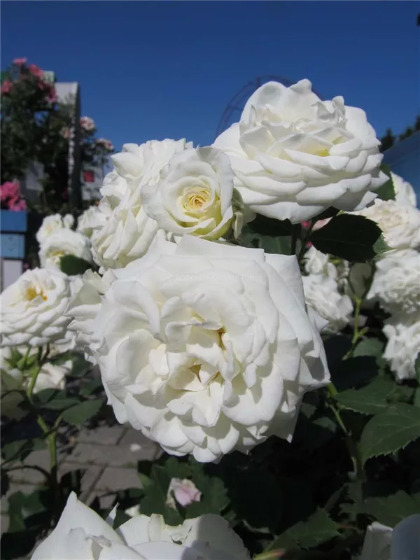 Zwergrose 'Schneeküsschen'