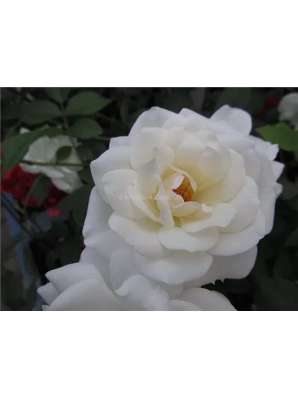 Strauchrose 'Schneewittchen'