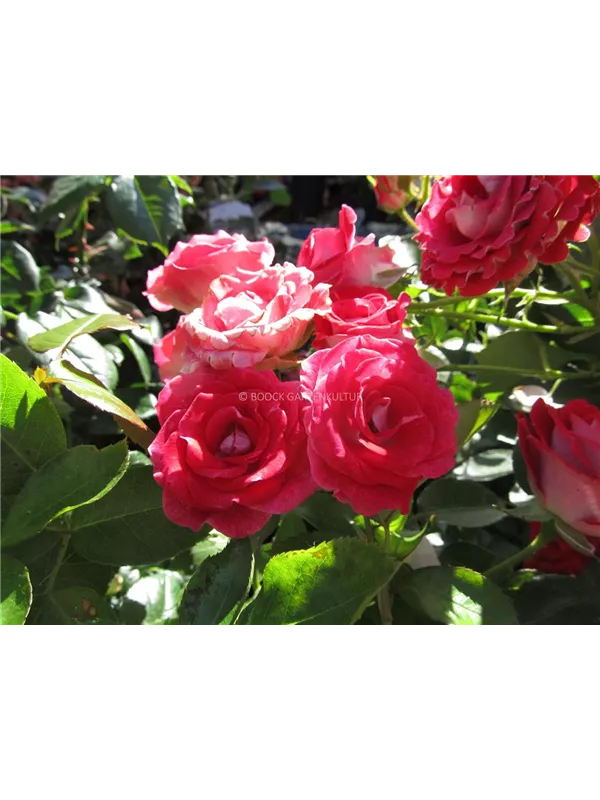 Beetrose 'Schöne Koblenzerin'