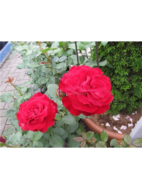 Edelrose 'Störtebeker'