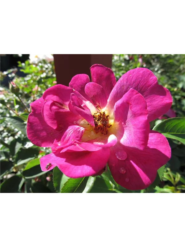 Bodendeckerrose 'Weg Der Sinne'