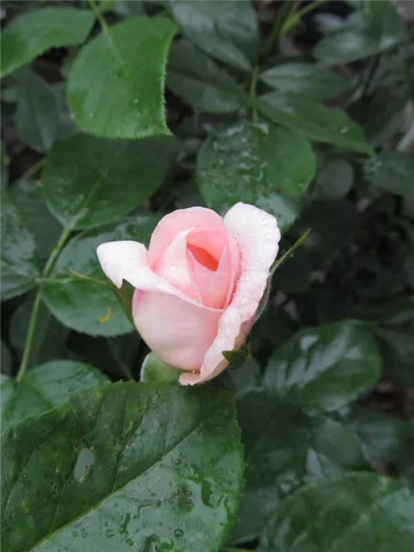 Edelrose 'Winter Sun'