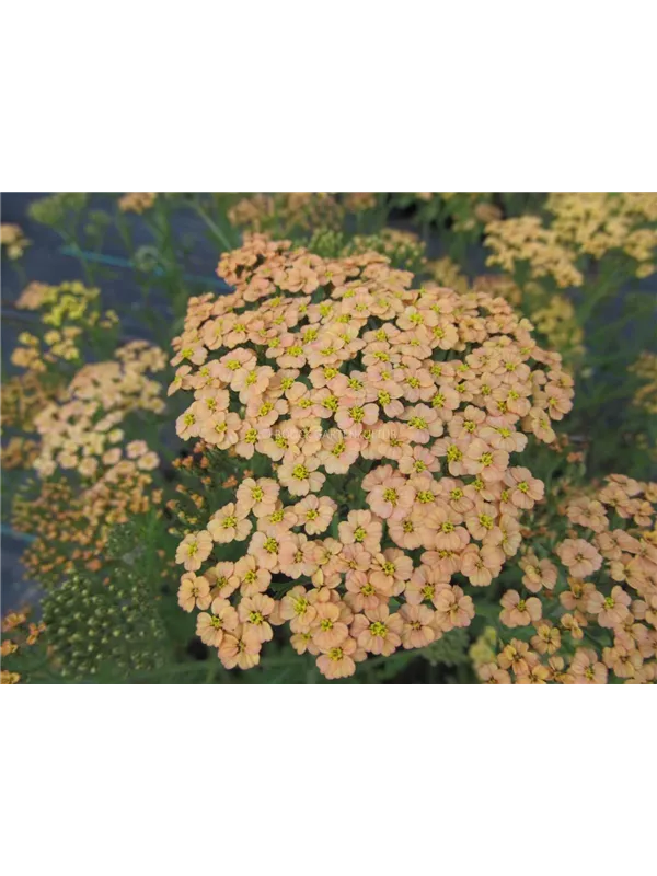 Hohe Goldgarbe 'Hannelore Pahl'