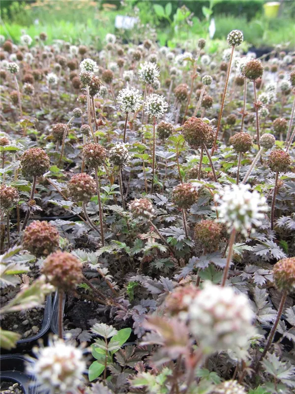 Stachelnüsschen 'Kupferteppich'