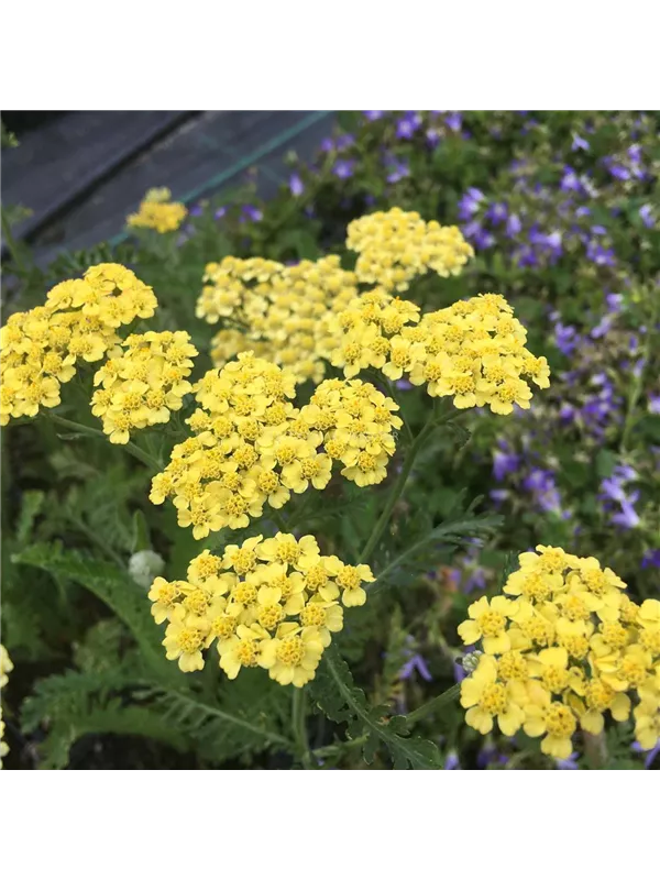 Hohe Goldgarbe 'Helios'