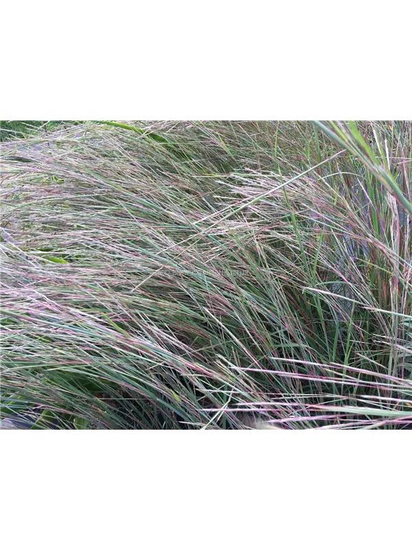 Kleines Präriegras 'Wildwest'