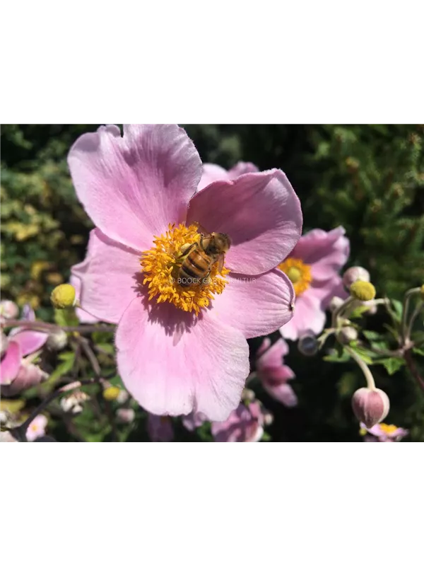 Herbst-Anemone 'September Charm'