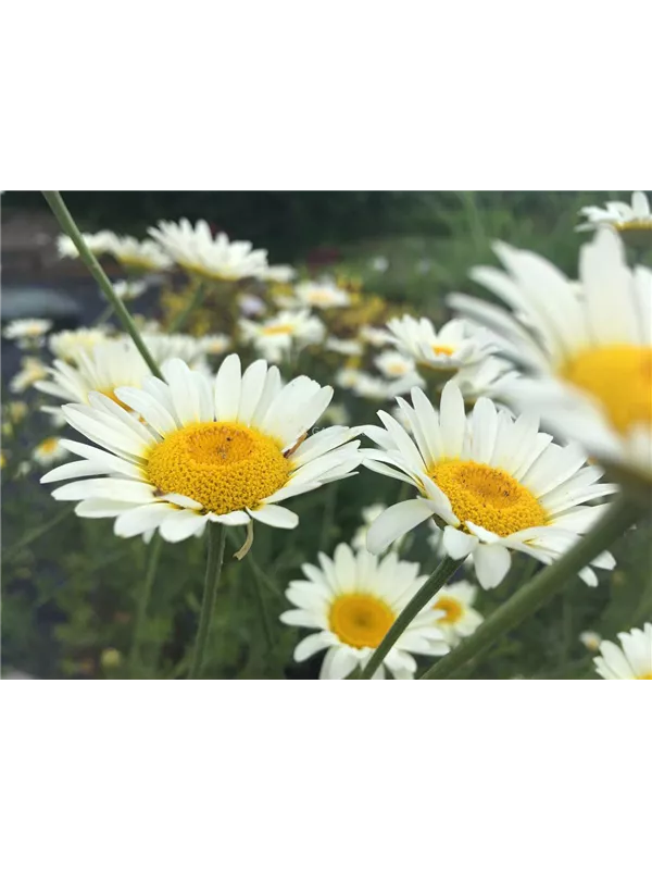 Helle Färberkamille 'Sauce Hollandaise'