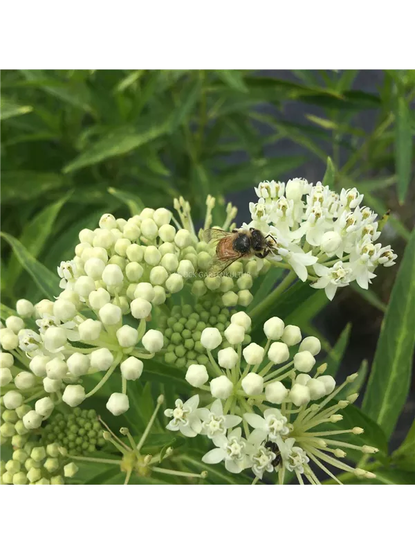 Seidenpflanze 'Ice Ballet'