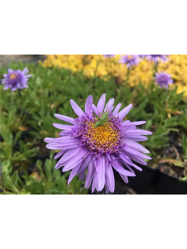 Niedrige Aster 'Sabine'