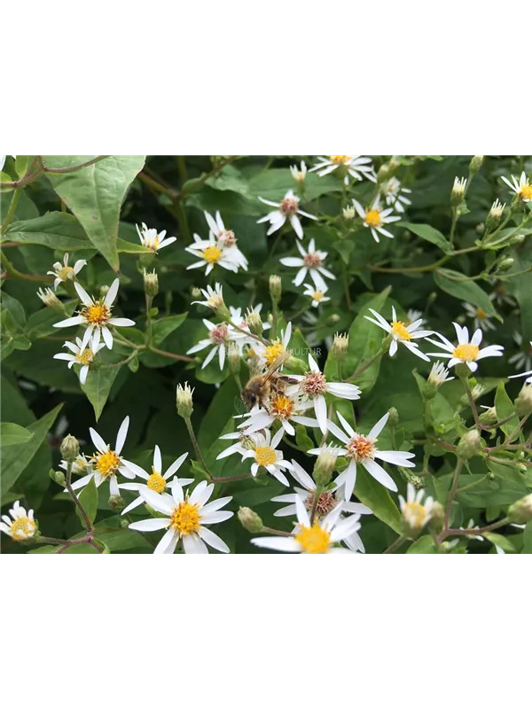 Sperrige Aster