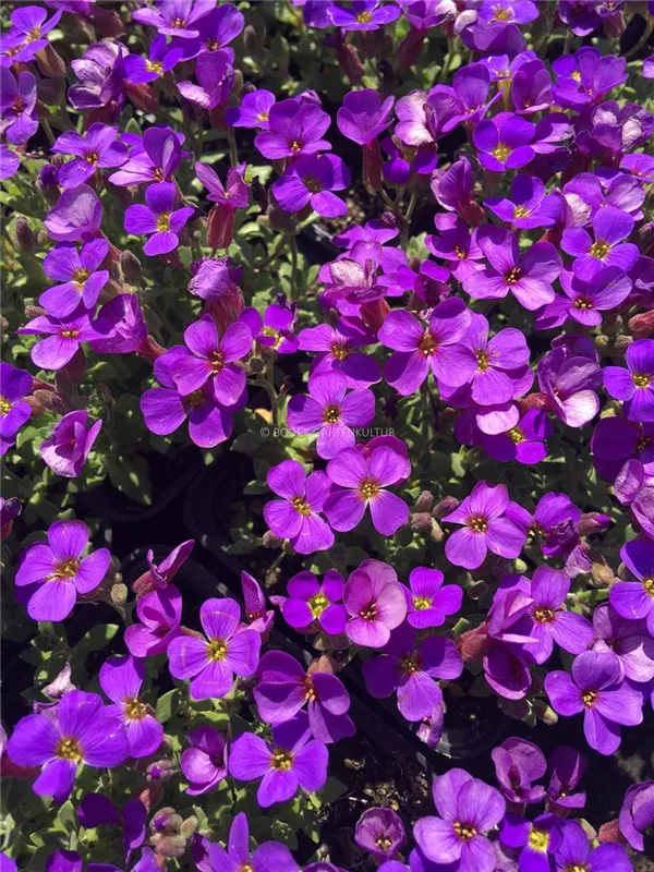 Blaukissen 'Blaumeise'