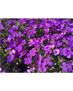 Blaukissen 'Blaumeise'