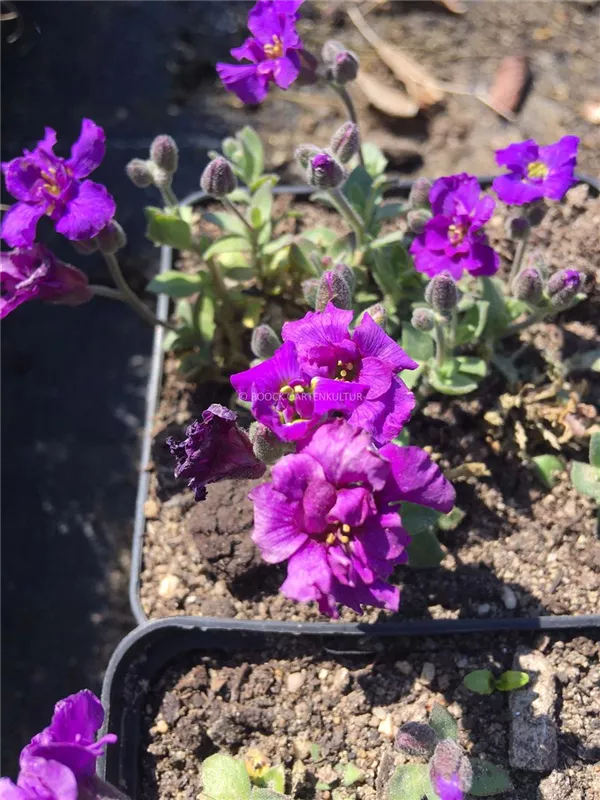 Blaukissen 'Sauerland'