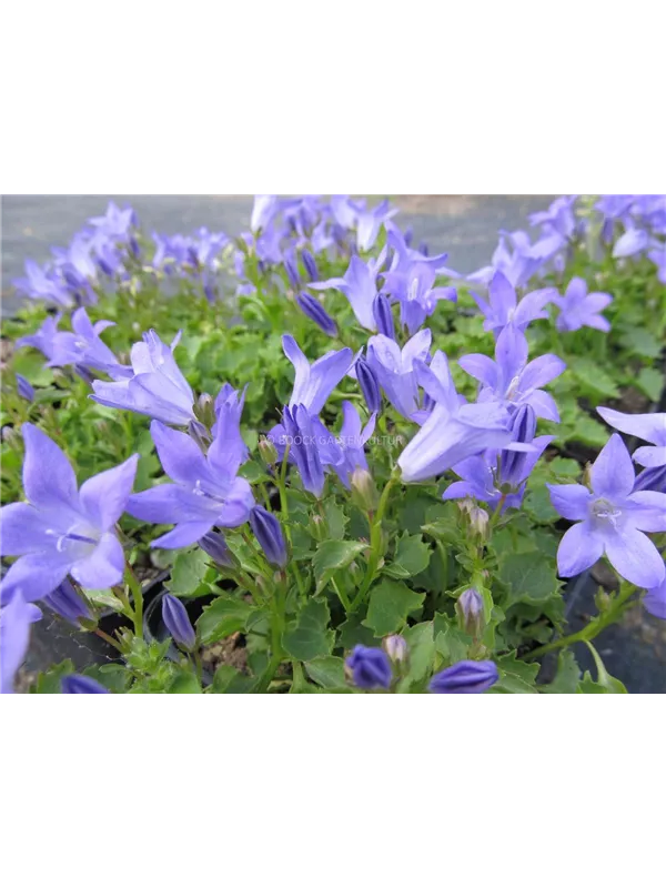 Polster-Glockenblume 'Resholt'