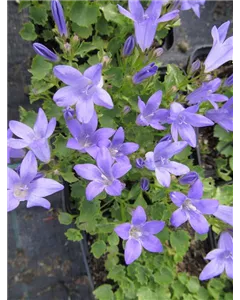 Polster-Glockenblume 'Resholt'