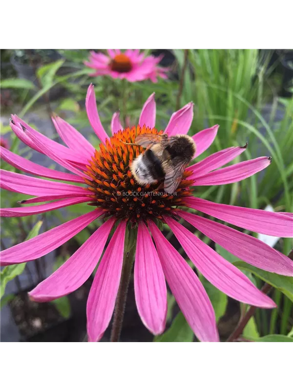 Scheinsonnenhut JS® 'Pica Bella'