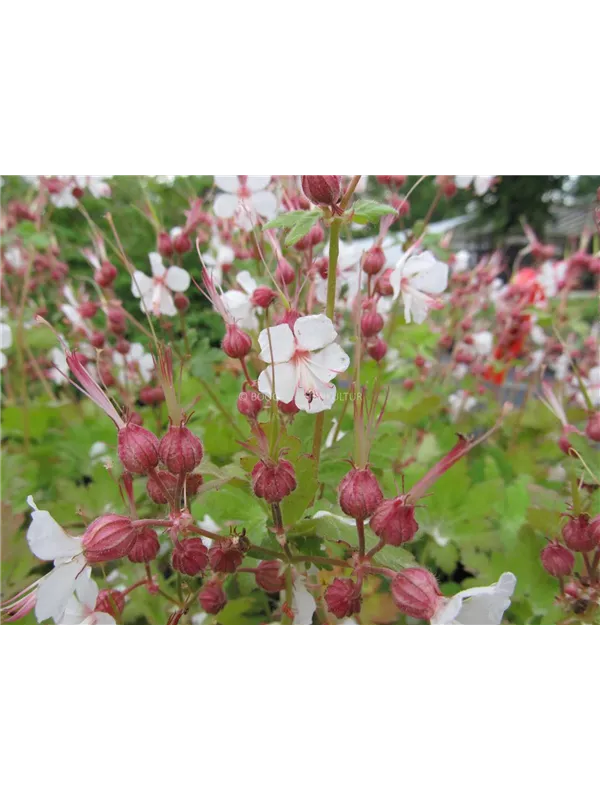 Südeuropäischer Felsen-Storchschnabel 'Spessart'