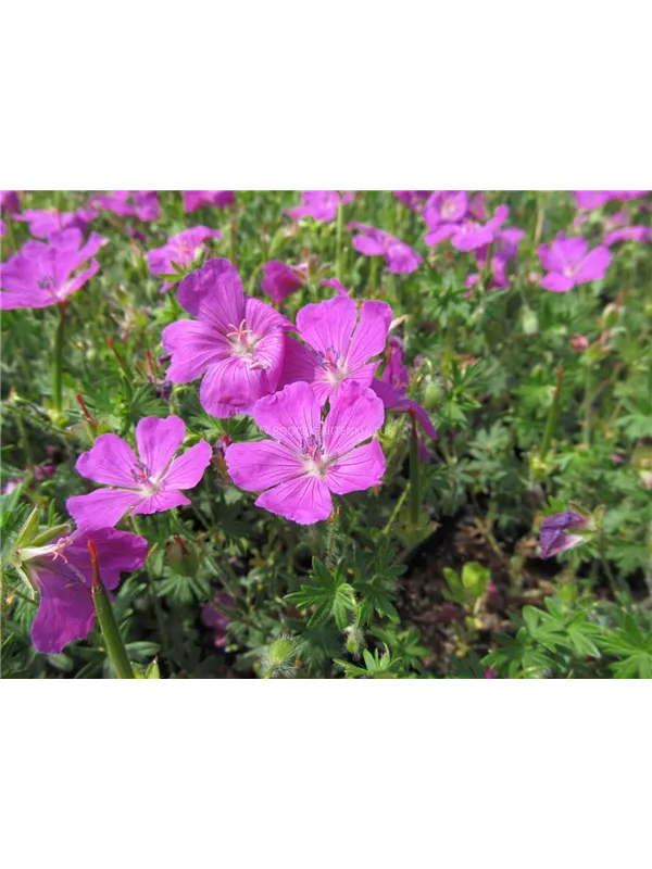 Blut-Storchschnabel 'Shooting Star'