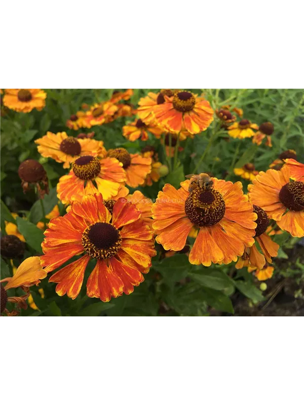 Sonnenbraut'Flamenco'