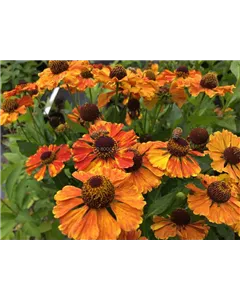 Sonnenbraut'Flamenco'