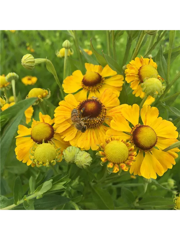 Sonnenbraut 'Goldrausch'