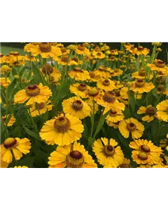 Sonnenbraut 'Goldrausch'