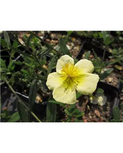 Sonnenröschen 'Elfenbeinglanz'