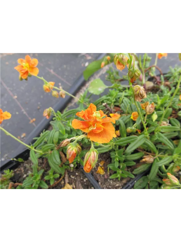 Sonnenröschen 'Orange Double'