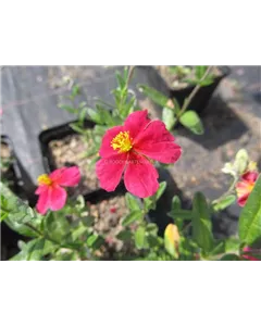 Sonnenröschen 'Supreme'