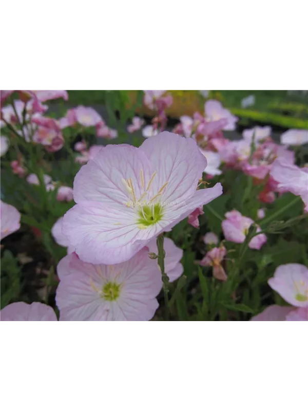 Nachtkerze 'Siskiyou'