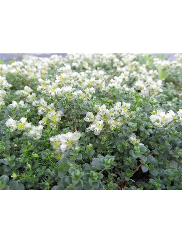 Thymianblättrige Mauermiere