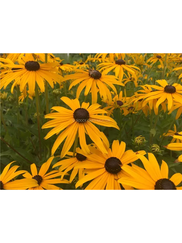 Leuchtender Sonnenhut 'Goldsturm'